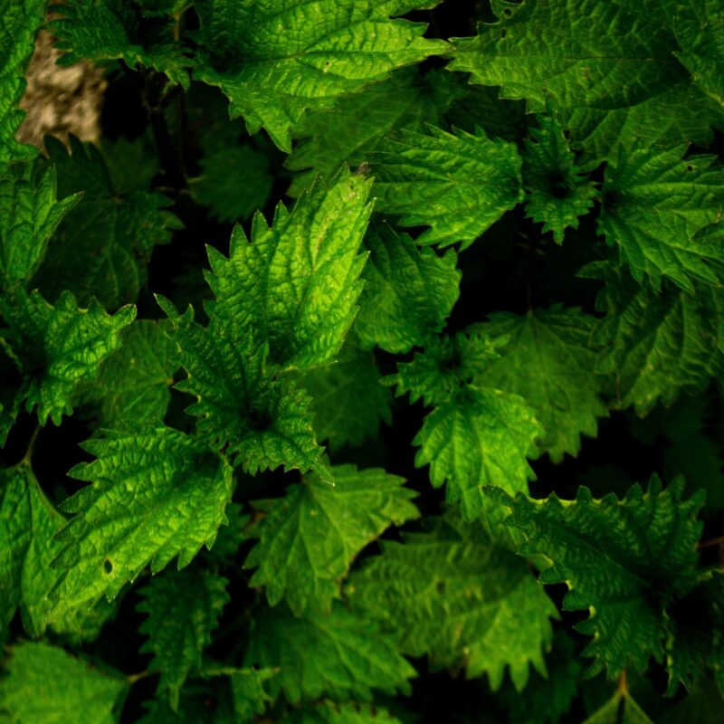 Foglie di ortica (Urtica dioica) fotografate da vicino, con la caratteristica superficie ricoperta di peli urticanti