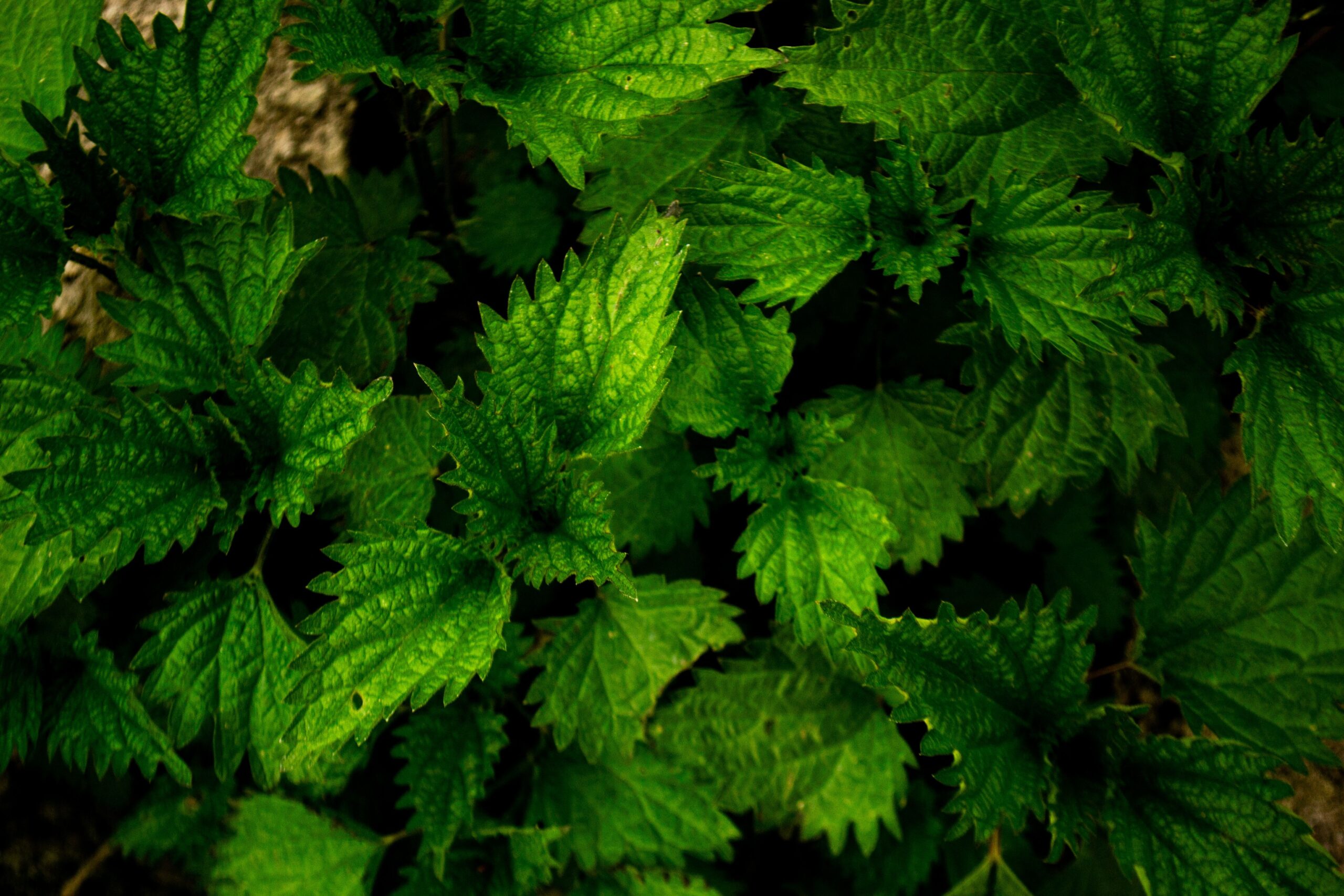 Foglie di ortica (Urtica dioica) fotografate da vicino, con la caratteristica superficie ricoperta di peli urticanti