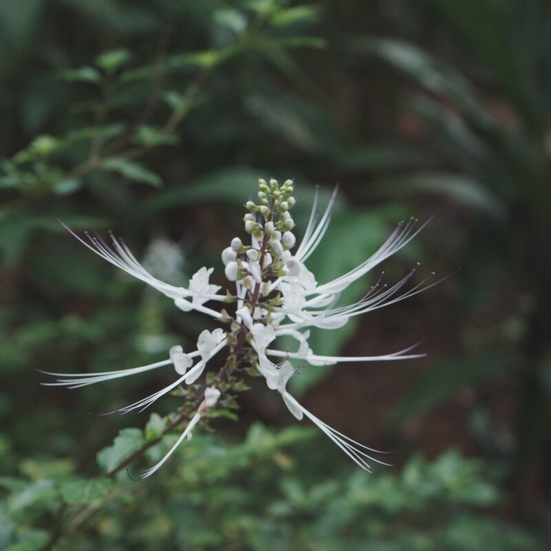 Fiore bianco di ortosifon (Orthosiphon aristatus), pianta nota anche come tè di Giava o barba di gatto