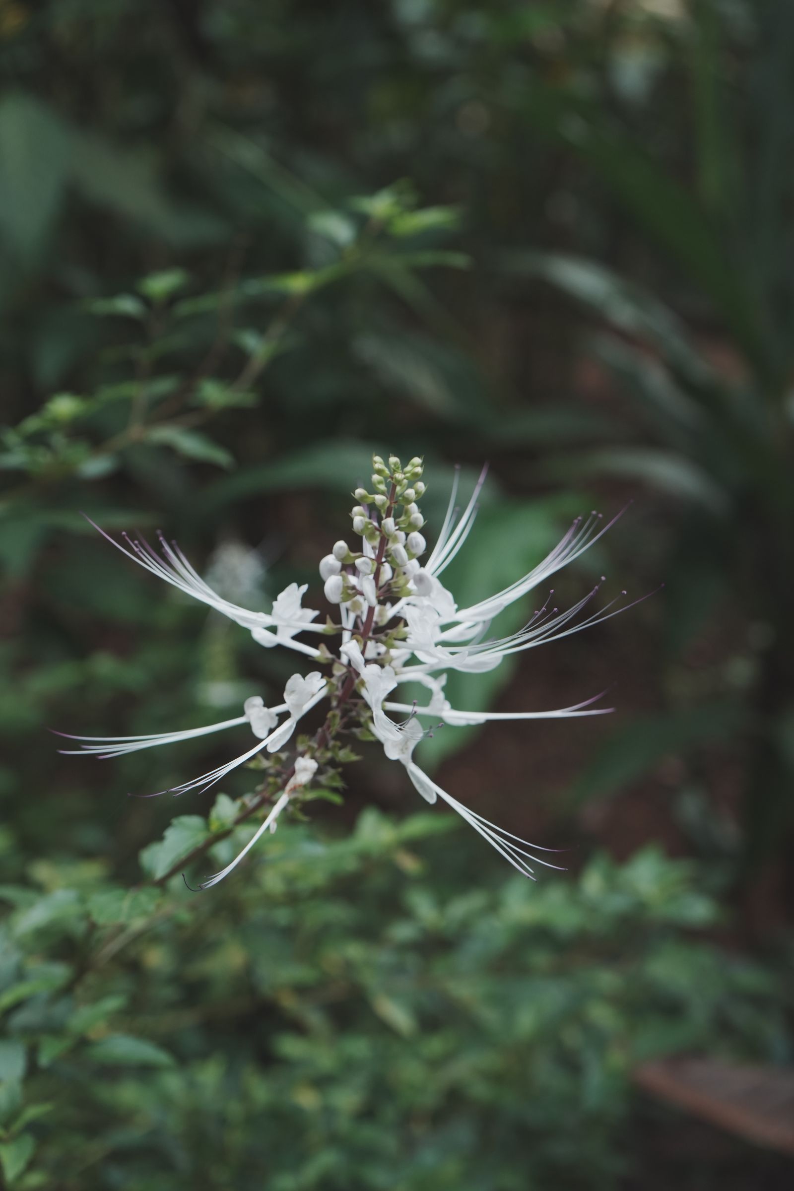 Fiore bianco di ortosifon (Orthosiphon aristatus), pianta nota anche come tè di Giava o barba di gatto