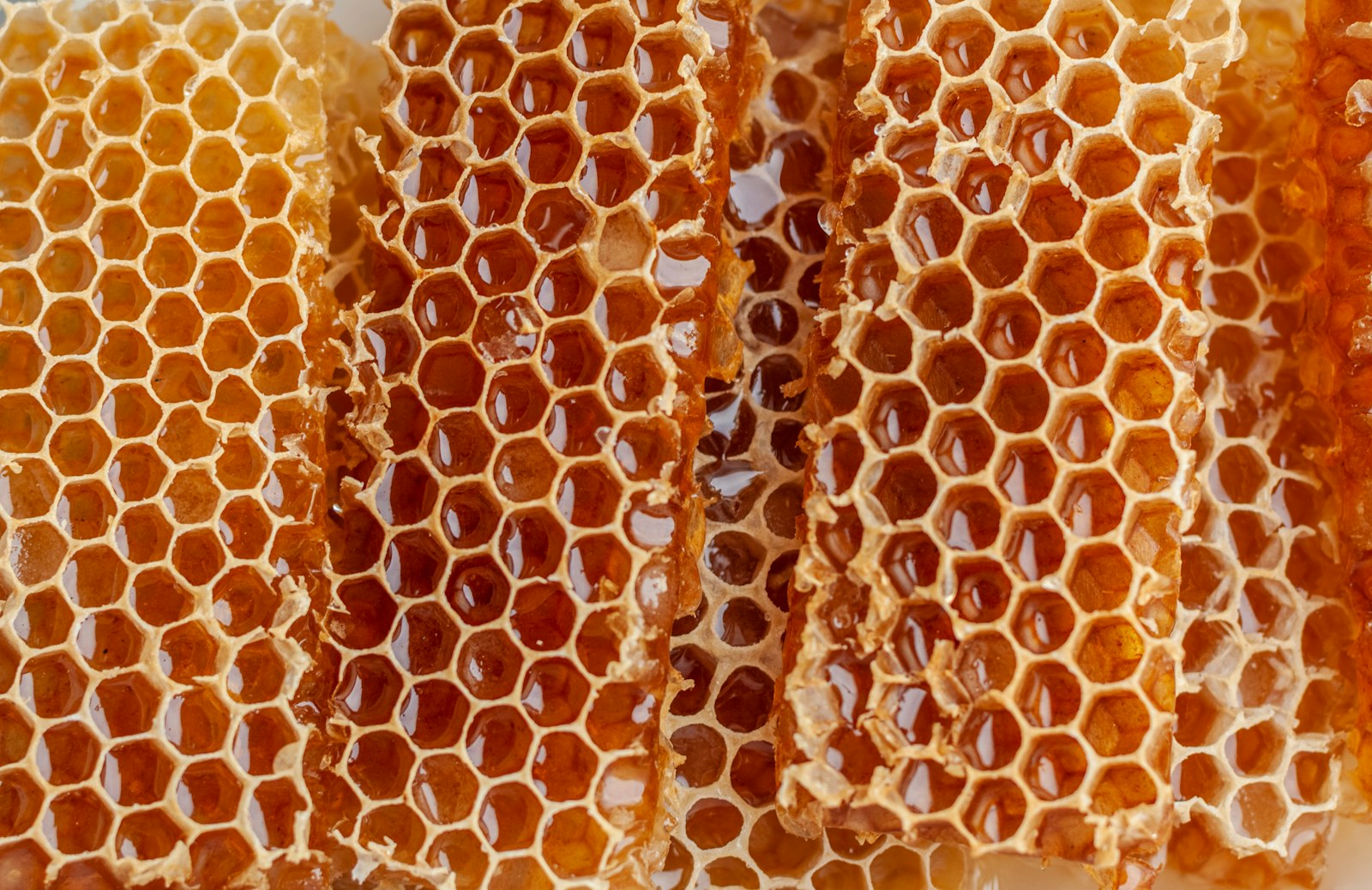 Favo d'api con celle di miele, immagine correlata alla pappa reale