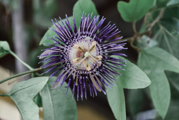 Fiore di passiflora incarnata in primo piano, dettaglio della corona filamentosa viola