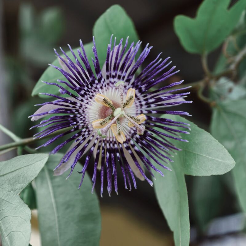 Fiore di passiflora incarnata in primo piano, dettaglio della corona filamentosa viola