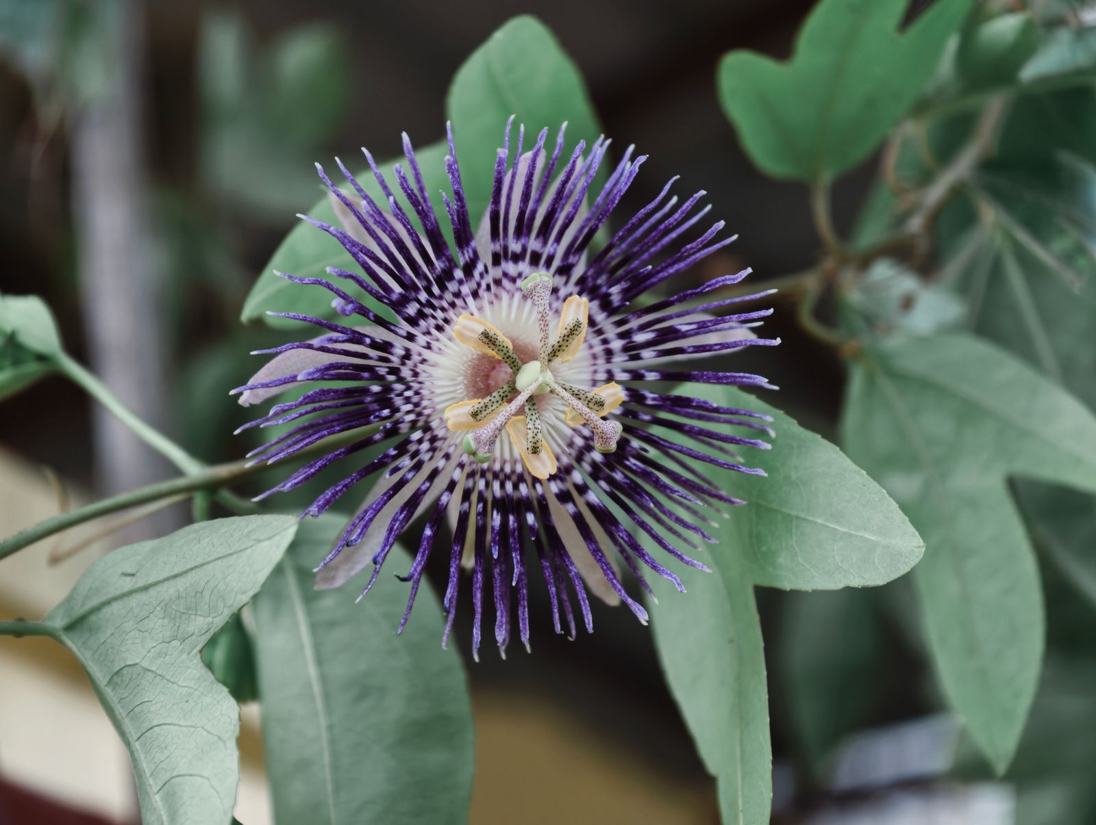 Fiore di passiflora incarnata in primo piano, dettaglio della corona filamentosa viola