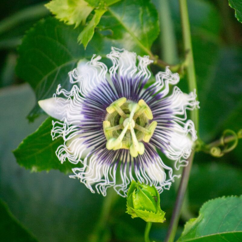 Fiore viola e bianco di passiflora (Passiflora incarnata) circondato da foglie verdi