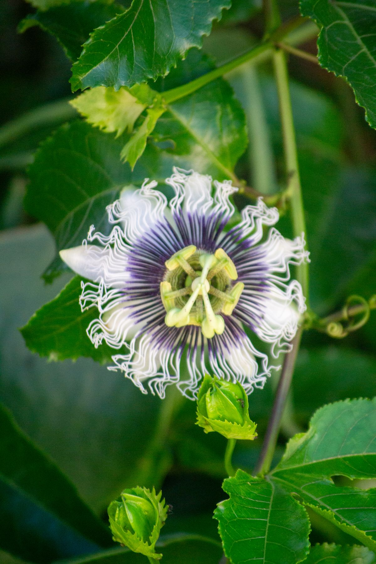 Fiore viola e bianco di passiflora (Passiflora incarnata) circondato da foglie verdi