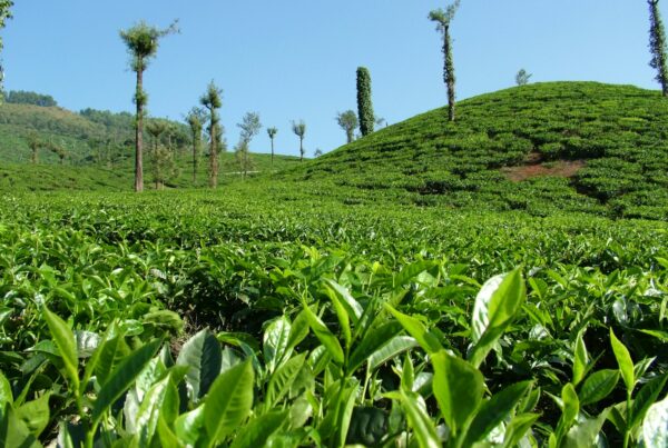 Piantagione di tè: la Camellia kucha, fonte vegetale della teacrina, appartiene alla stessa famiglia botanica