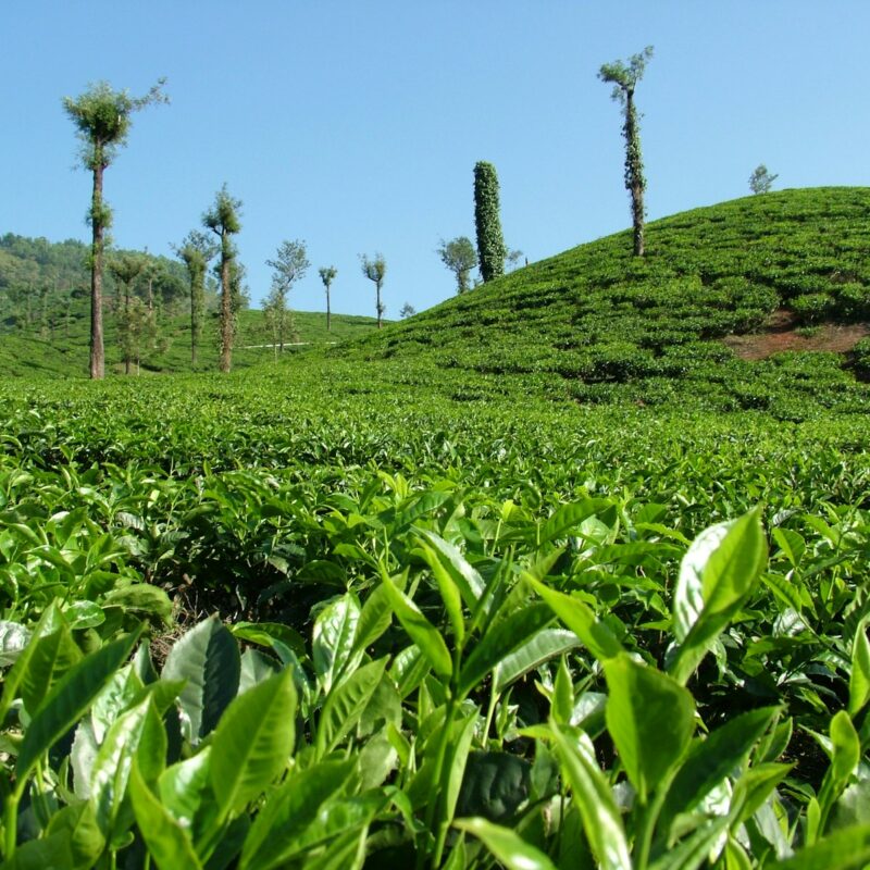 Piantagione di tè: la Camellia kucha, fonte vegetale della teacrina, appartiene alla stessa famiglia botanica