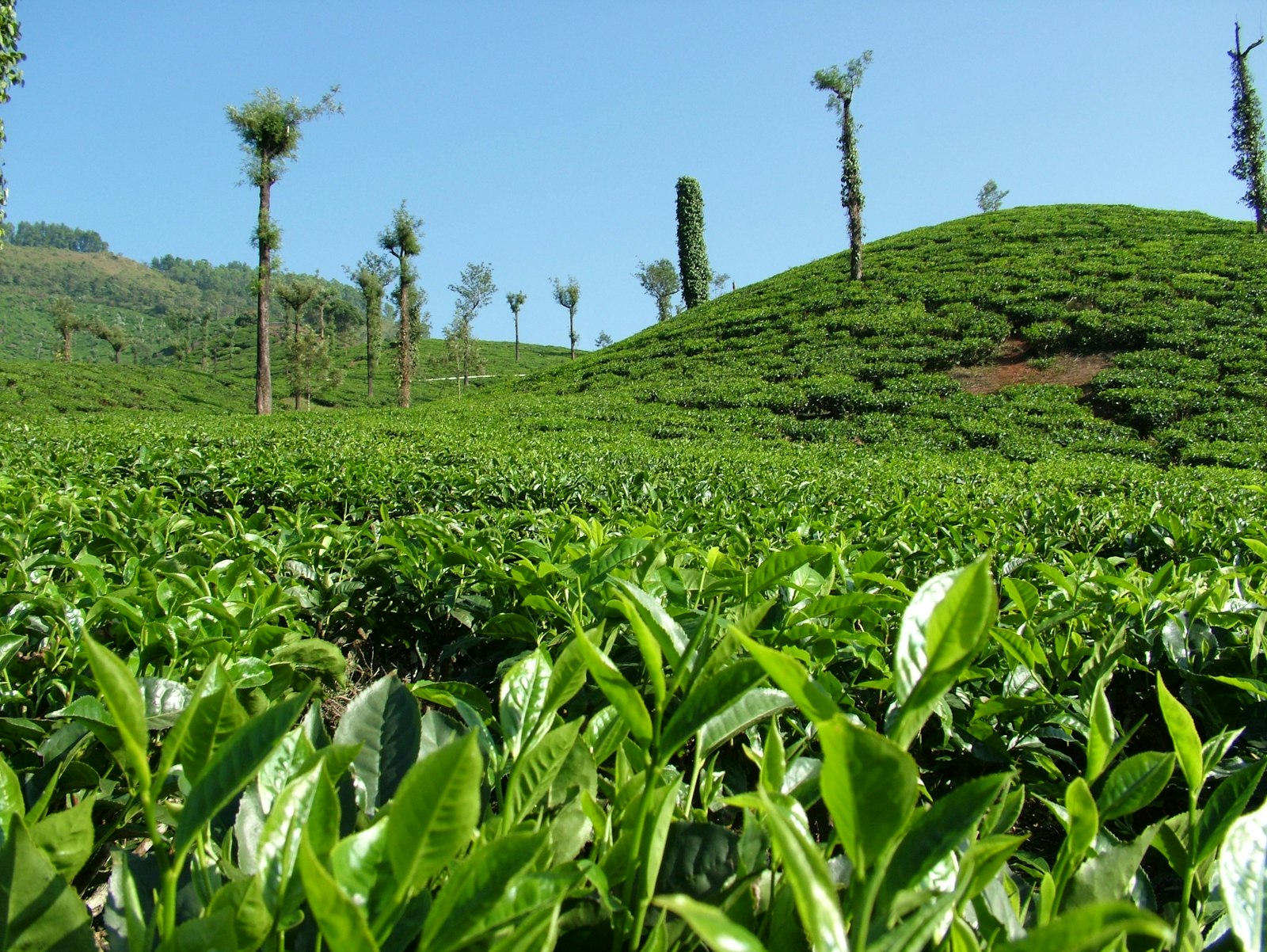 Piantagione di tè: la Camellia kucha, fonte vegetale della teacrina, appartiene alla stessa famiglia botanica