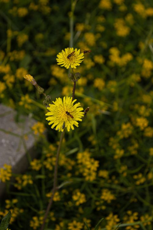 Fiori gialli di pilosella (Hieracium pilosella) in un prato, con un'ape sopra il capolino