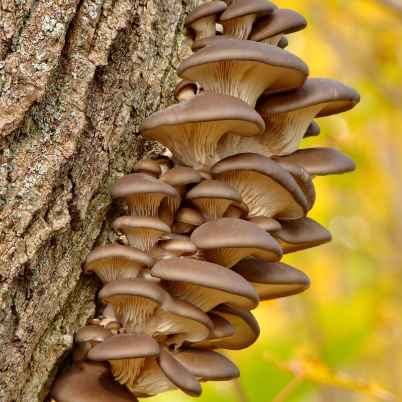 Ciuffo di funghi ostrica (Pleurotus ostreatus) su un tronco d'albero in autunno, sfondo di foglie gialle