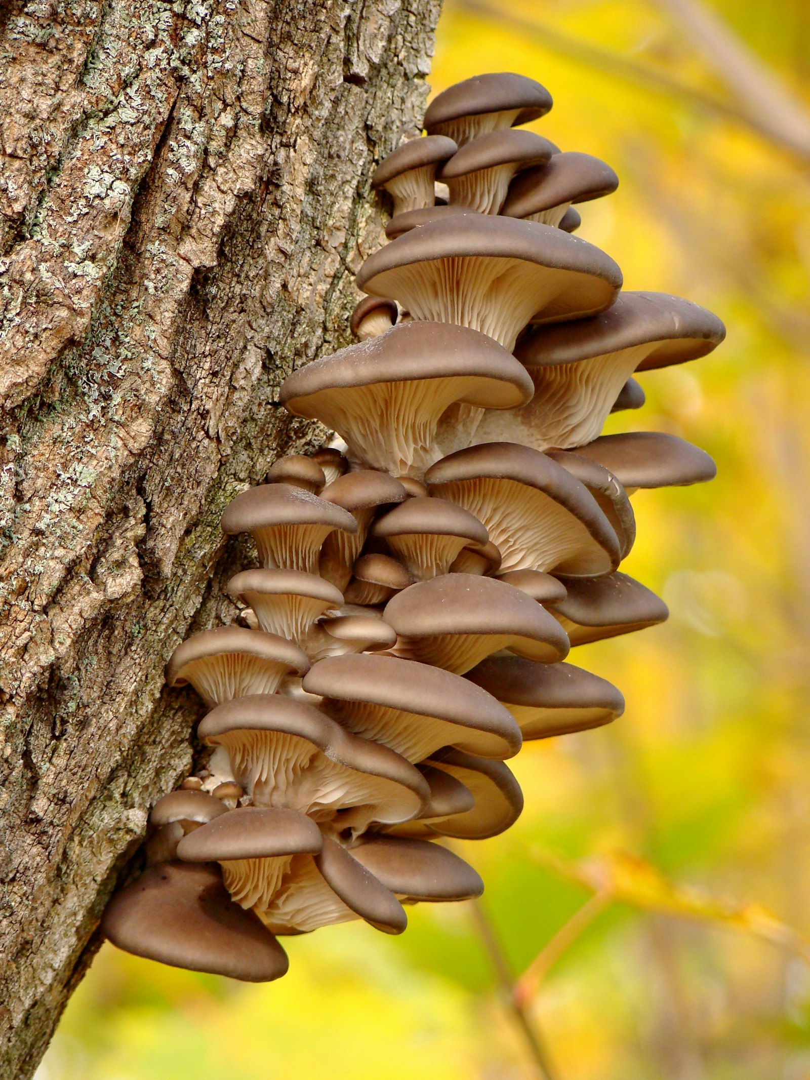 Ciuffo di funghi ostrica (Pleurotus ostreatus) su un tronco d'albero in autunno, sfondo di foglie gialle