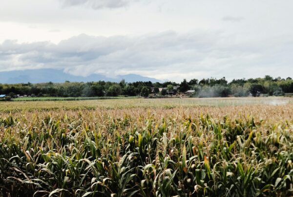 Campo di canna da zucchero, materia prima per l'estrazione dei policosanoli