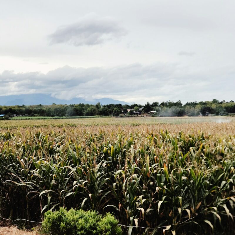 Campo di canna da zucchero, materia prima per l'estrazione dei policosanoli