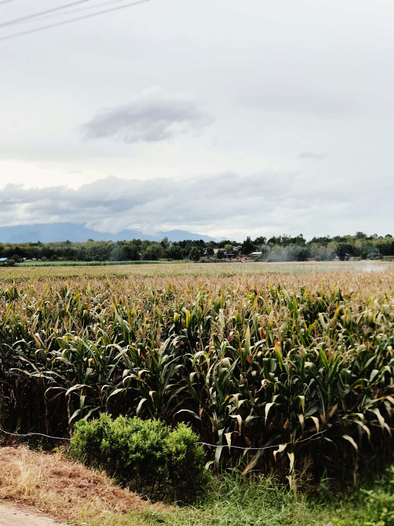 Campo di canna da zucchero, materia prima per l'estrazione dei policosanoli