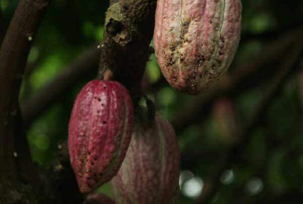 Frutti di cacao freschi, alimento naturalmente ricco di rame