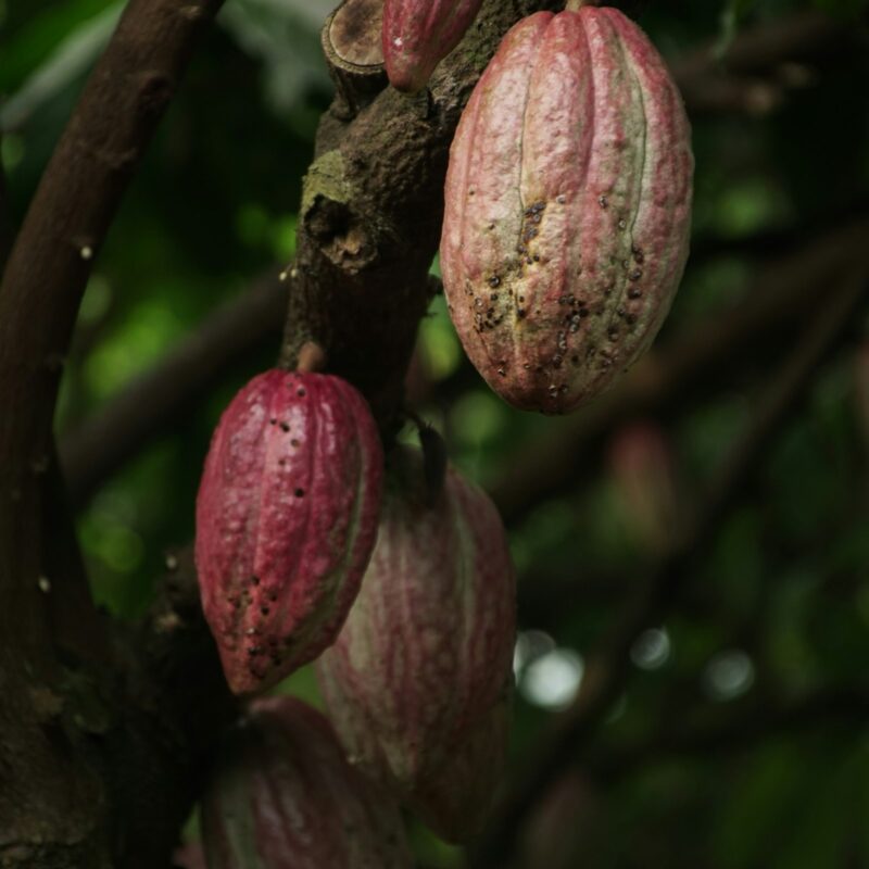 Frutti di cacao freschi, alimento naturalmente ricco di rame