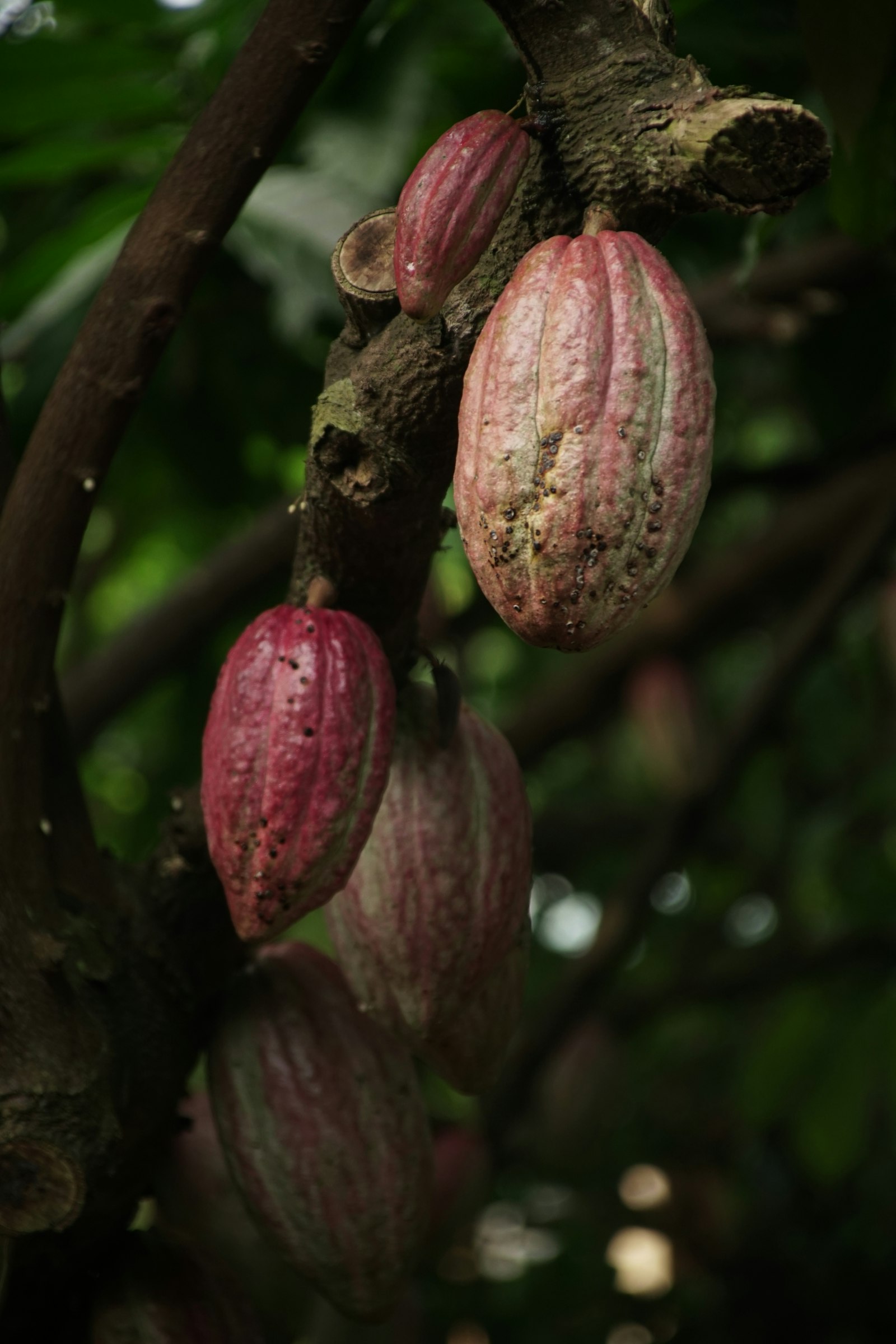 Frutti di cacao freschi, alimento naturalmente ricco di rame