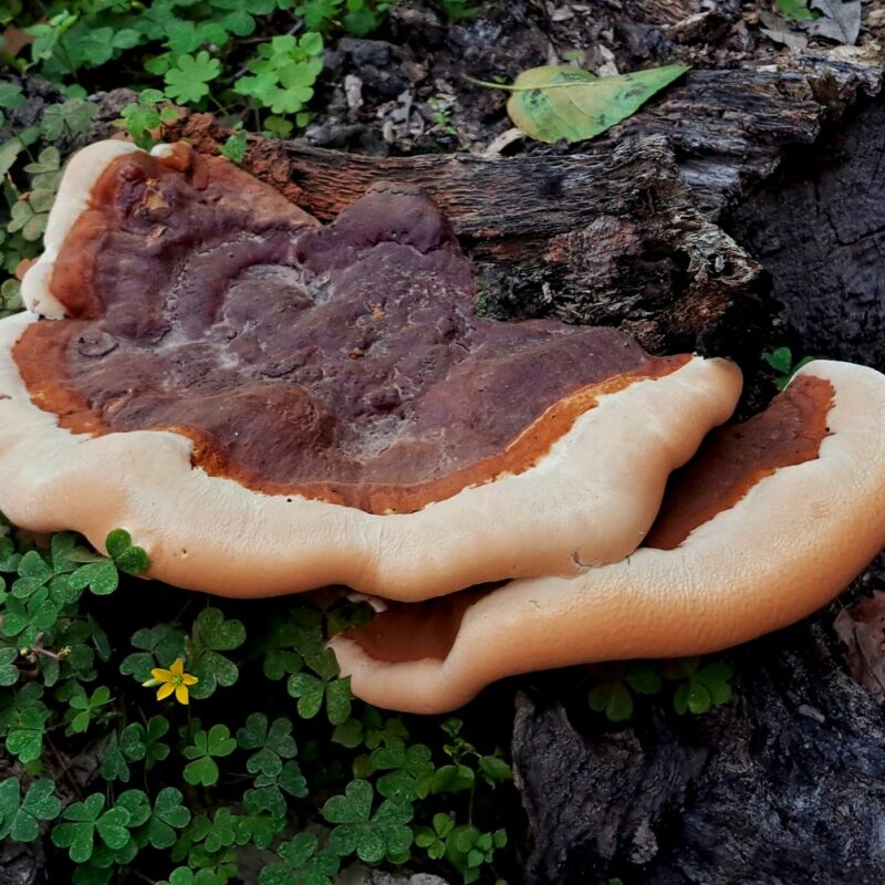 Fungo Reishi (Ganoderma lucidum) a forma di mensola su tronco in bosco