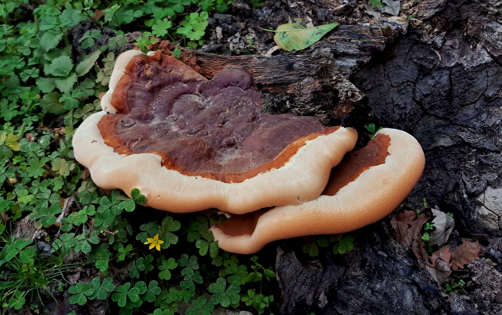 Fungo Reishi (Ganoderma lucidum) a forma di mensola su tronco in bosco