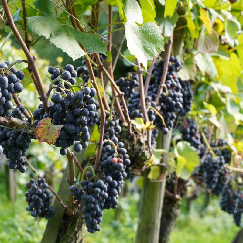 Grappoli di uva rossa su vite in vigneto, fonte di resveratrolo