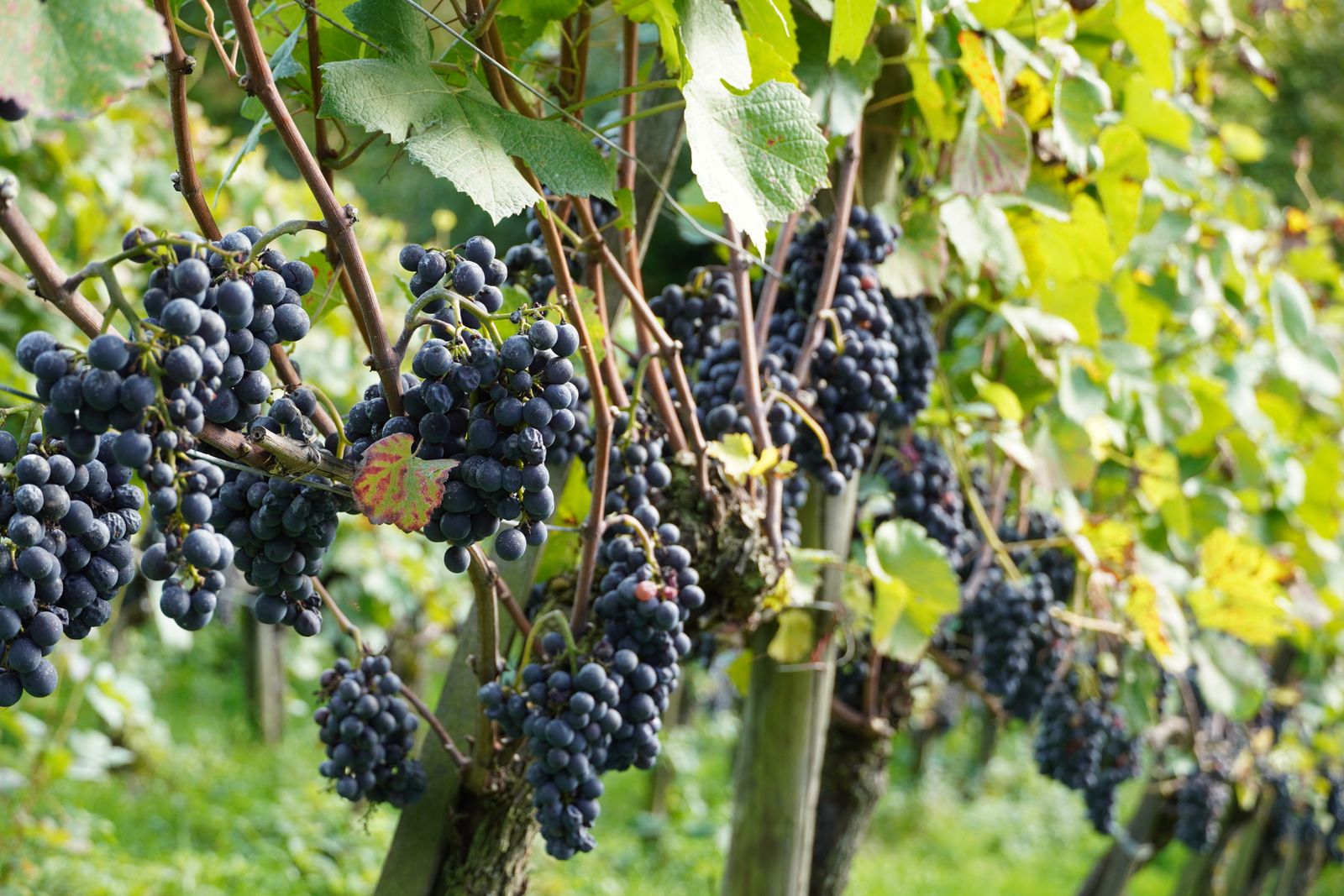 Grappoli di uva rossa su vite in vigneto, fonte di resveratrolo