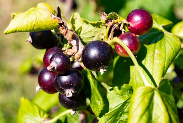 Ribes nero maturo appeso al cespuglio, fonte vegetale ricca di acido stearidonico (SDA)