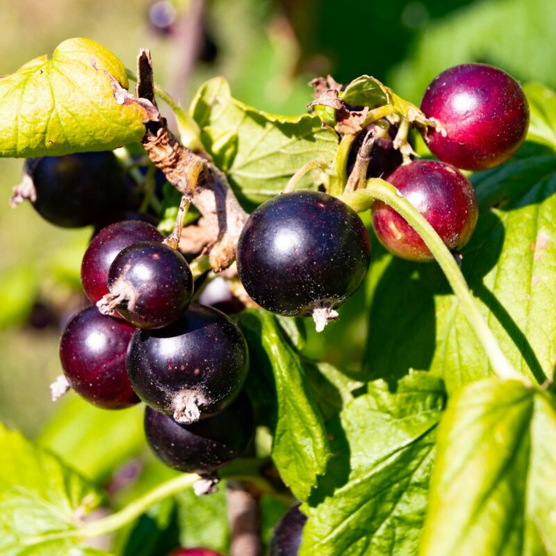 Ribes nero maturo appeso al cespuglio, fonte vegetale ricca di acido stearidonico (SDA)