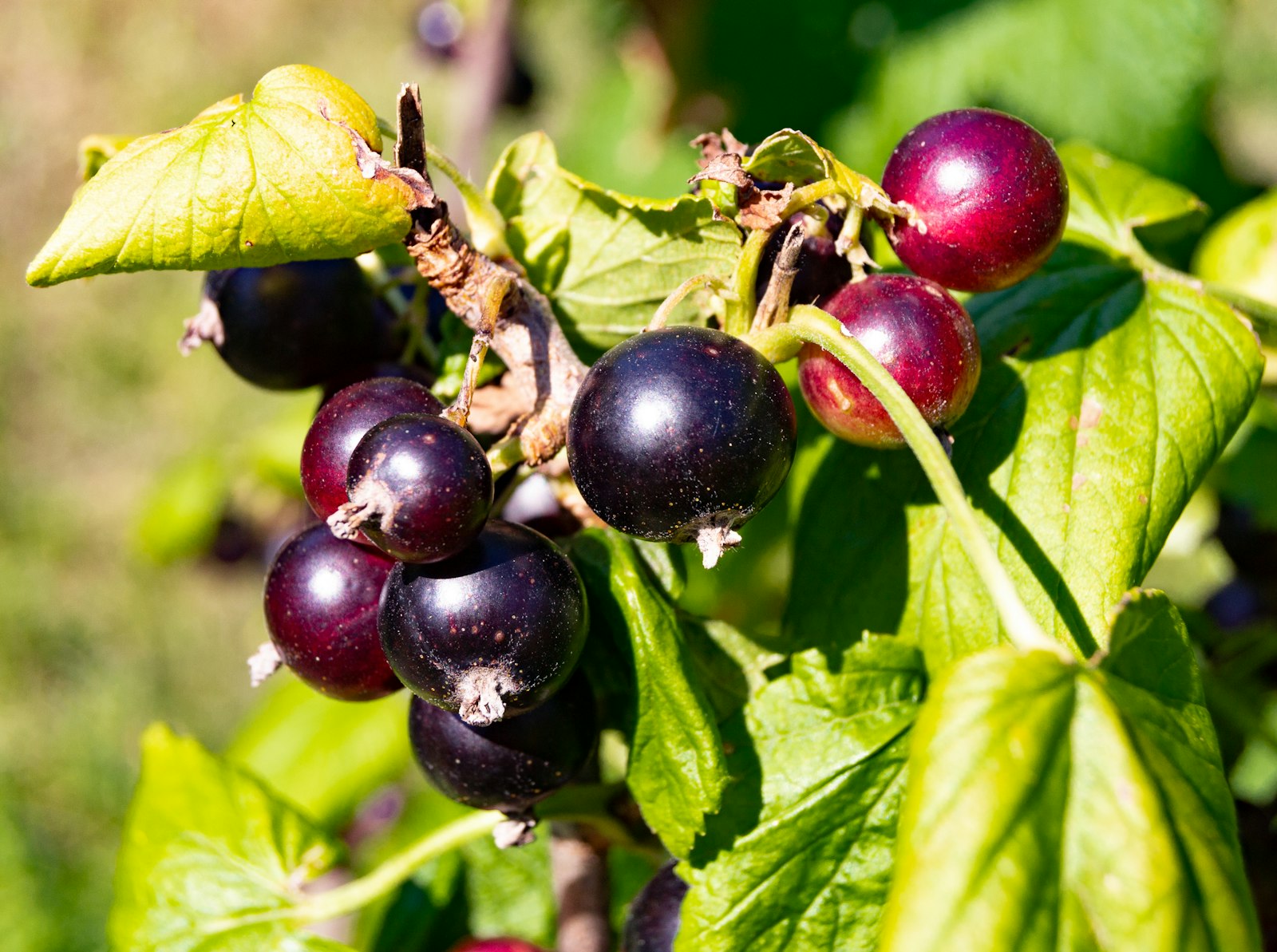 Ribes nero maturo appeso al cespuglio, fonte vegetale ricca di acido stearidonico (SDA)