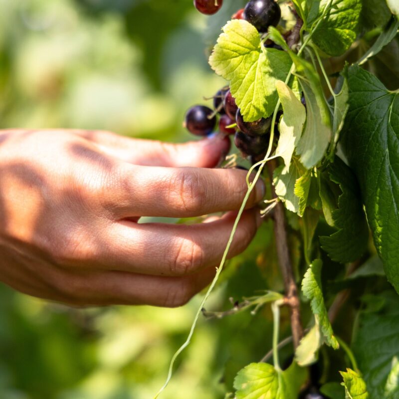 Bacche di ribes nero (Ribes nigrum) mature sul cespuglio