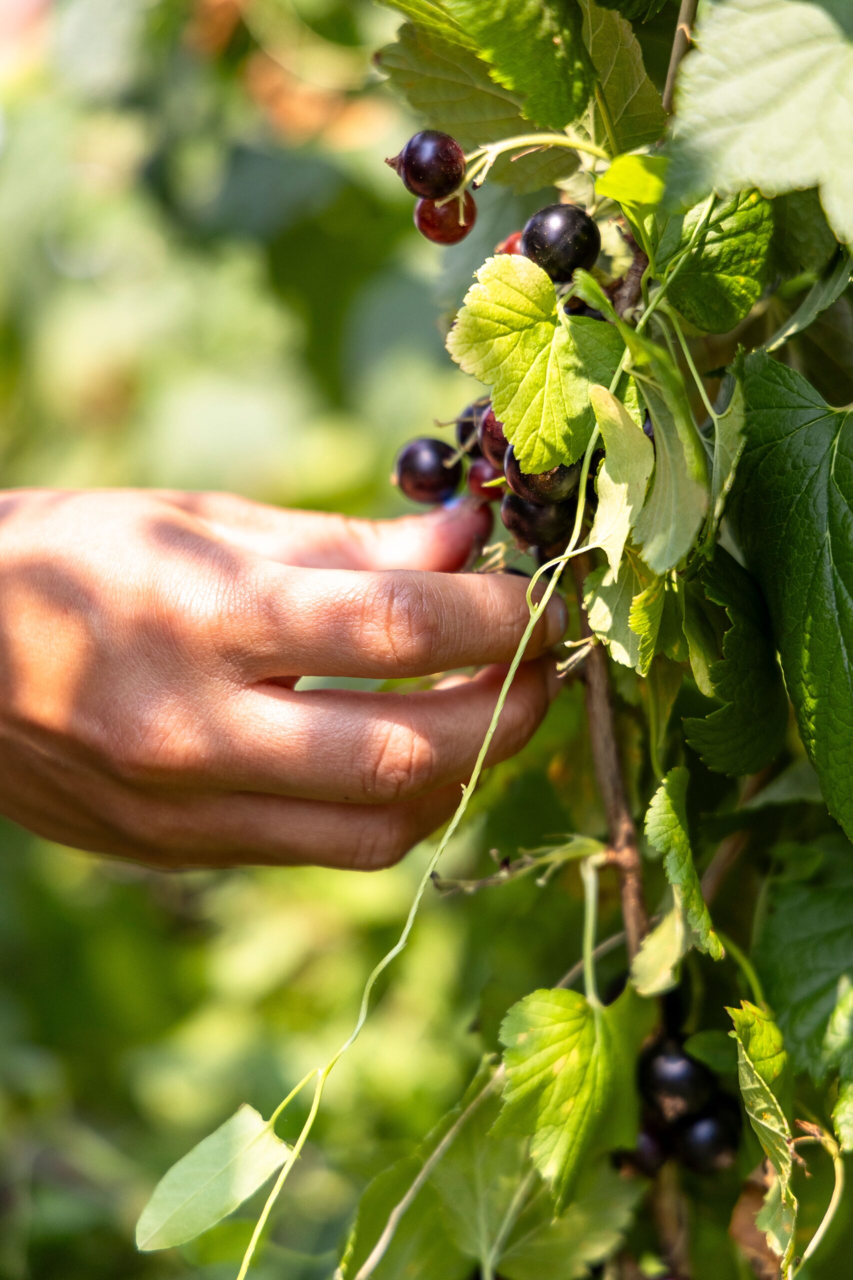 Bacche di ribes nero (Ribes nigrum) mature sul cespuglio
