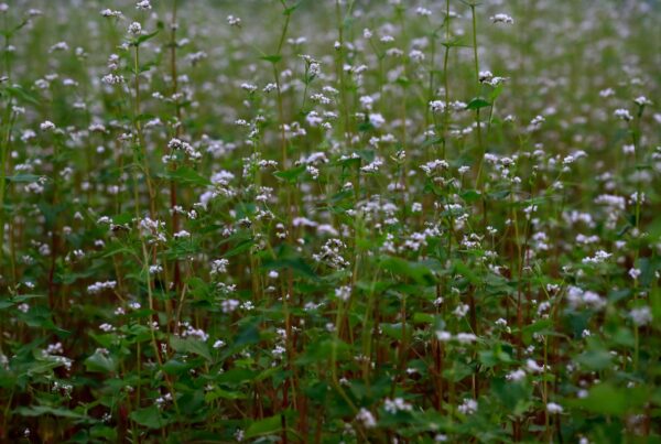 Campo di grano saraceno in fiore, fonte naturale di rutina