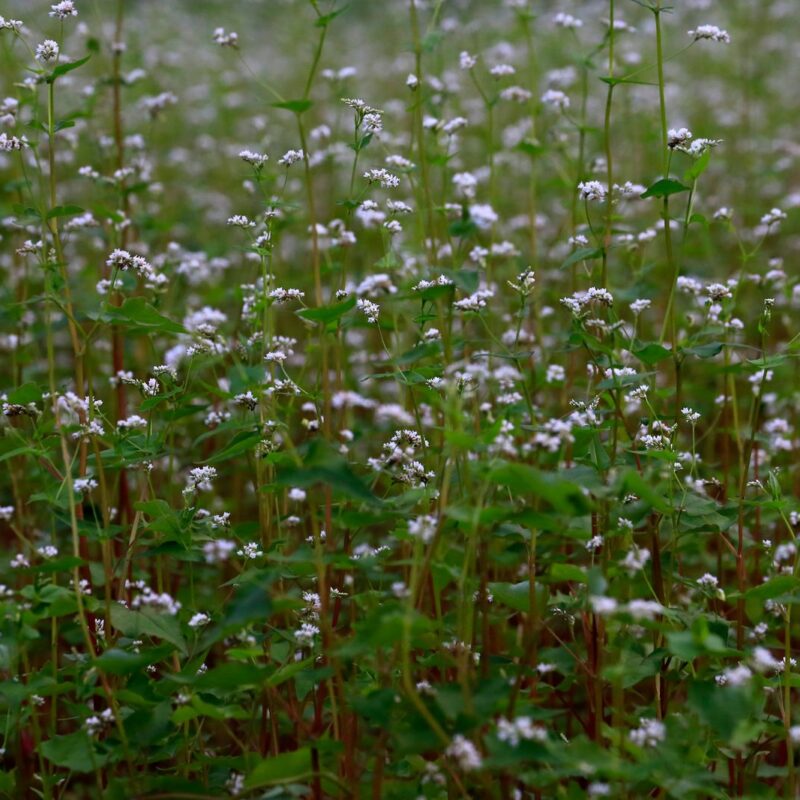Campo di grano saraceno in fiore, fonte naturale di rutina