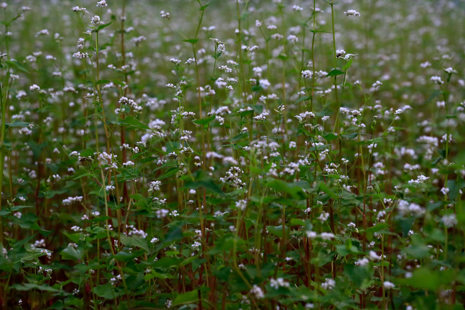 Campo di grano saraceno in fiore, fonte naturale di rutina