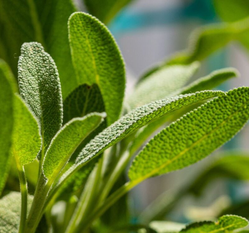 Foglie verdi di Salvia officinalis in giardino
