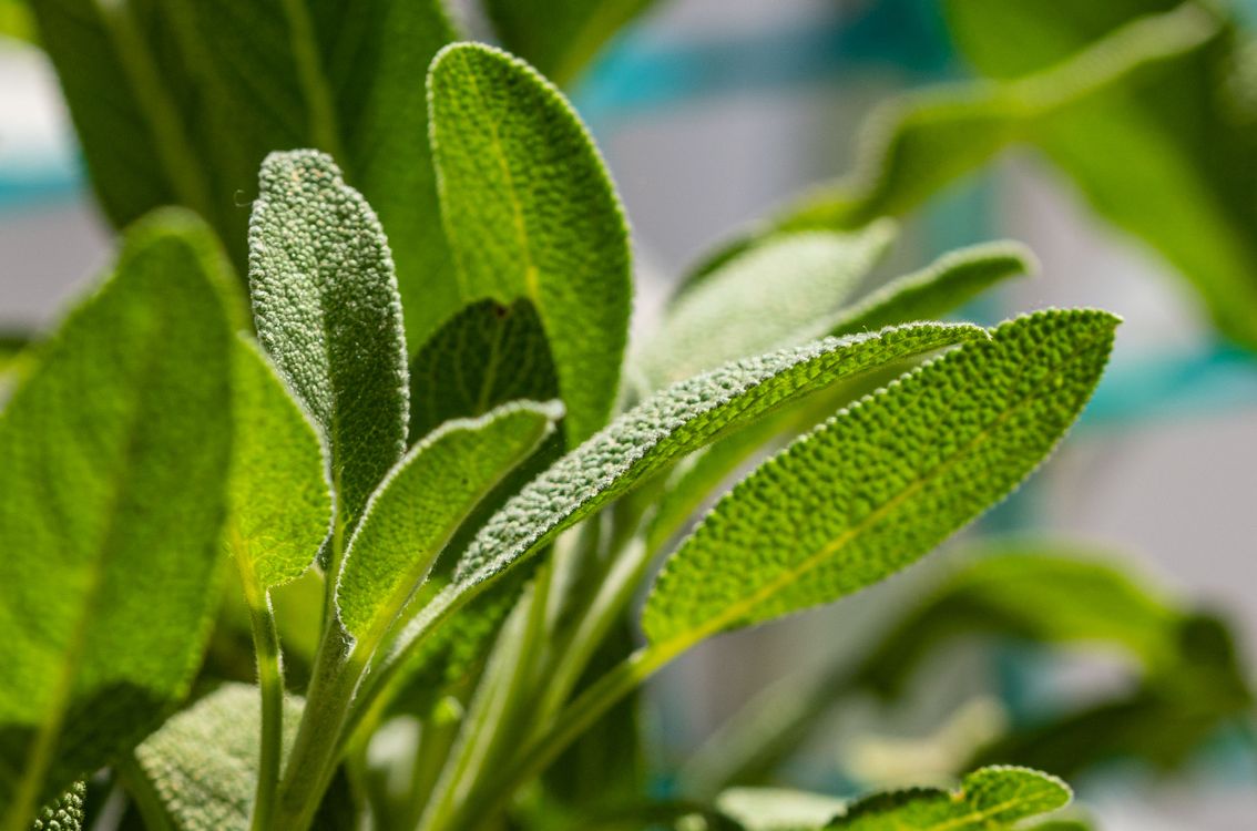 Foglie verdi di Salvia officinalis in giardino