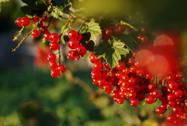Grappoli di bacche rosse simili alla Schisandra chinensis su un ramo con foglie verdi