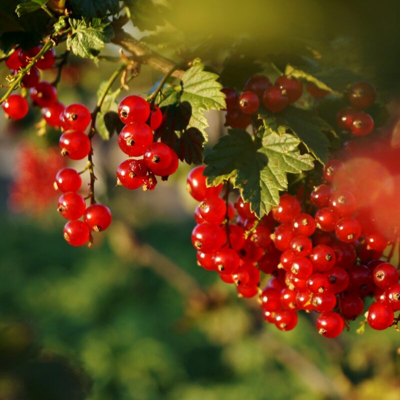 Grappoli di bacche rosse simili alla Schisandra chinensis su un ramo con foglie verdi