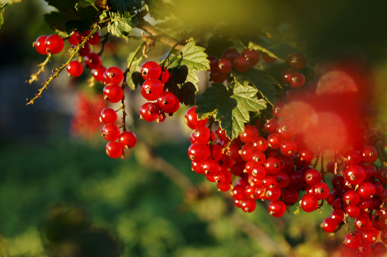 Grappoli di bacche rosse simili alla Schisandra chinensis su un ramo con foglie verdi