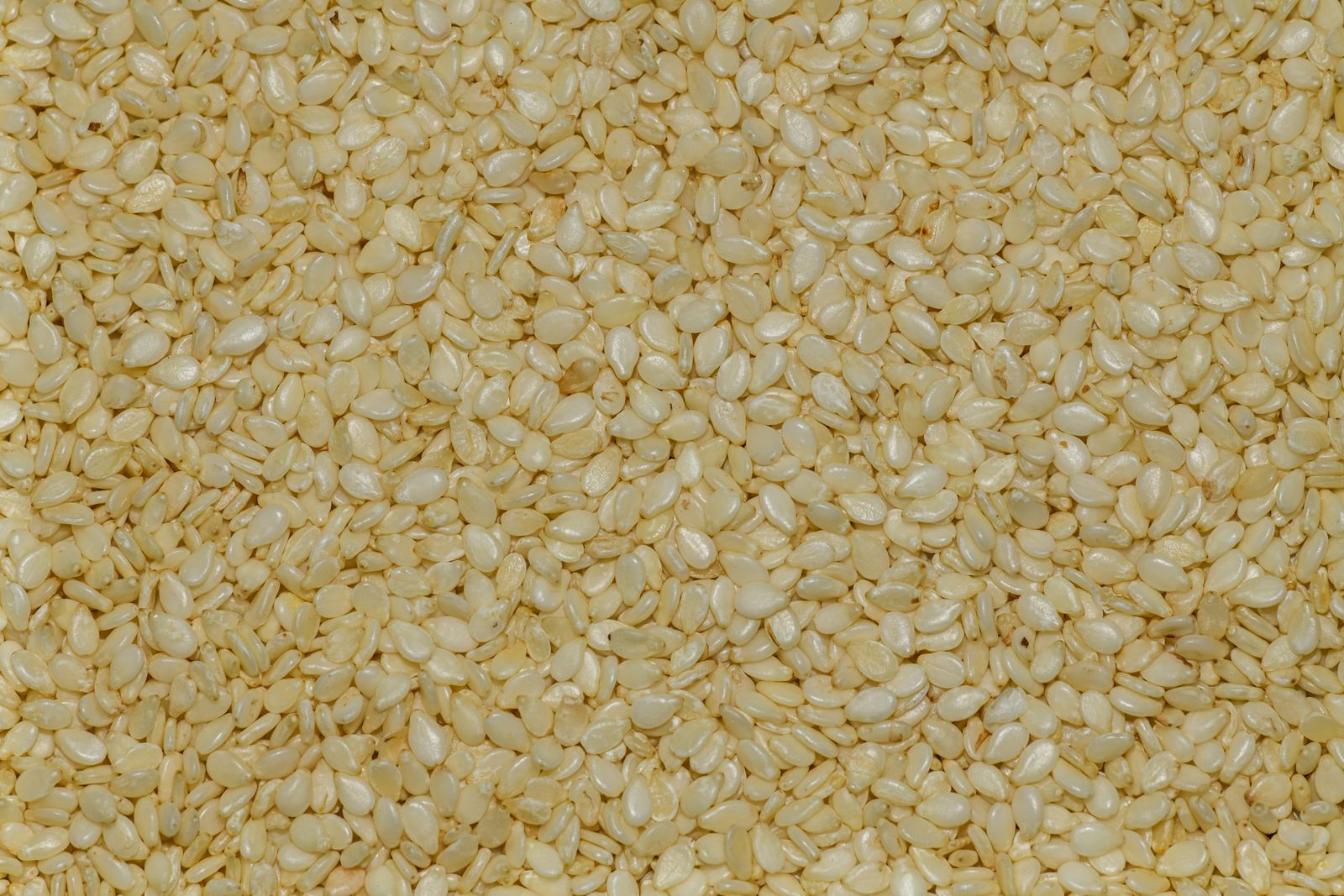 Semi di sesamo crudi, fonte naturale di sesamina