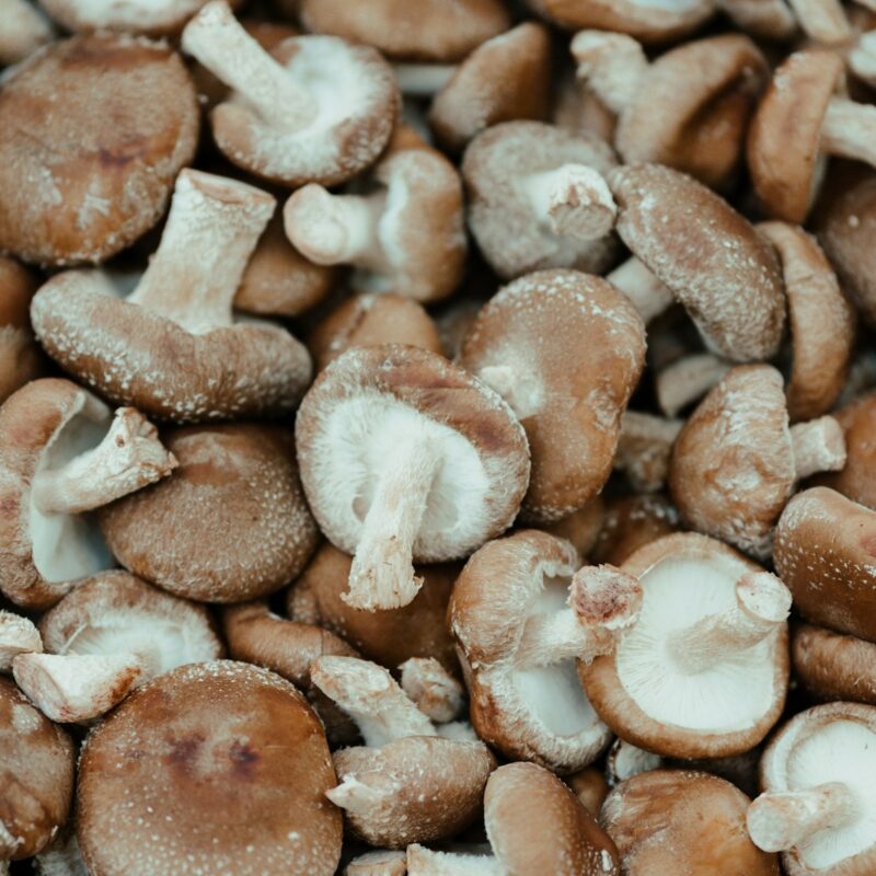 Funghi shiitake freschi (Lentinula edodes) appena raccolti