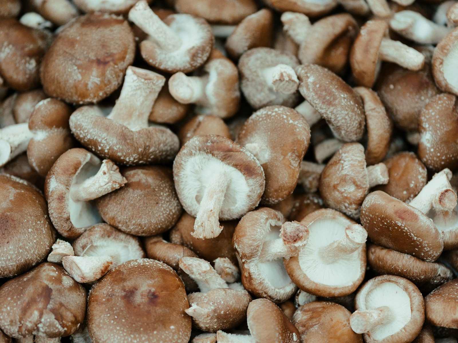 Funghi shiitake freschi (Lentinula edodes) appena raccolti