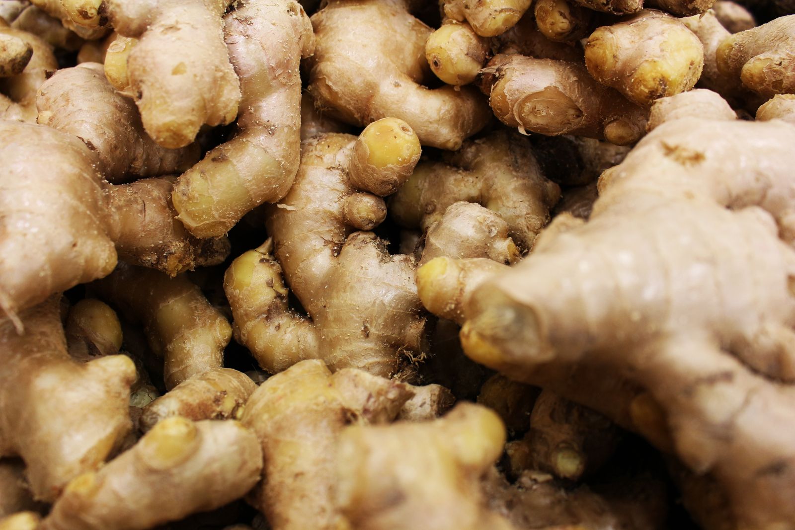 Radici di zenzero fresco, fonte di gingeroli e, una volta essiccato, di shogaoli