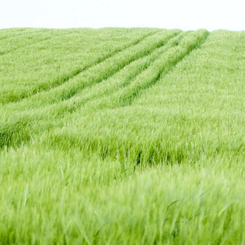 Campo di avena matura, fotografia illustrativa delle fonti alimentari vegetali di silicio