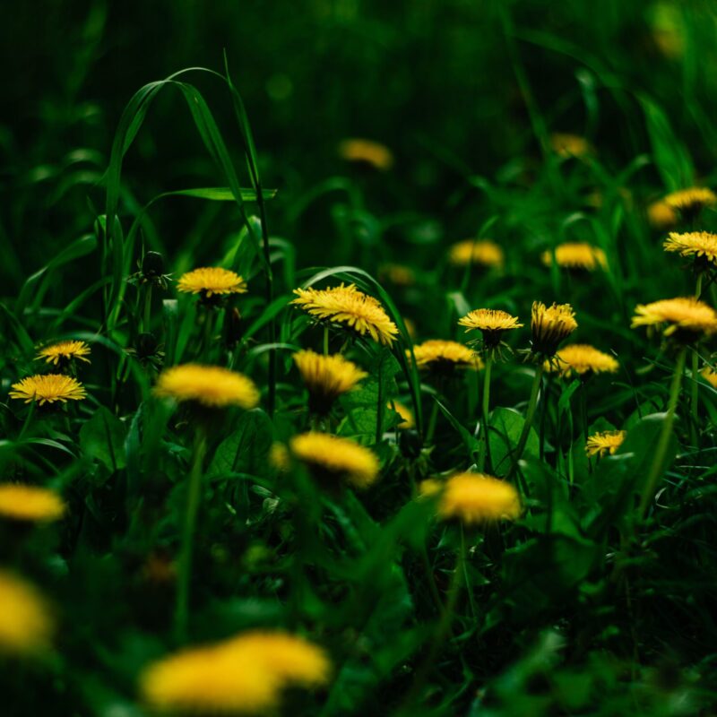 Fiori gialli di Taraxacum officinale (tarassaco, dente di leone) in un prato, pianta della tradizione erboristica digestiva