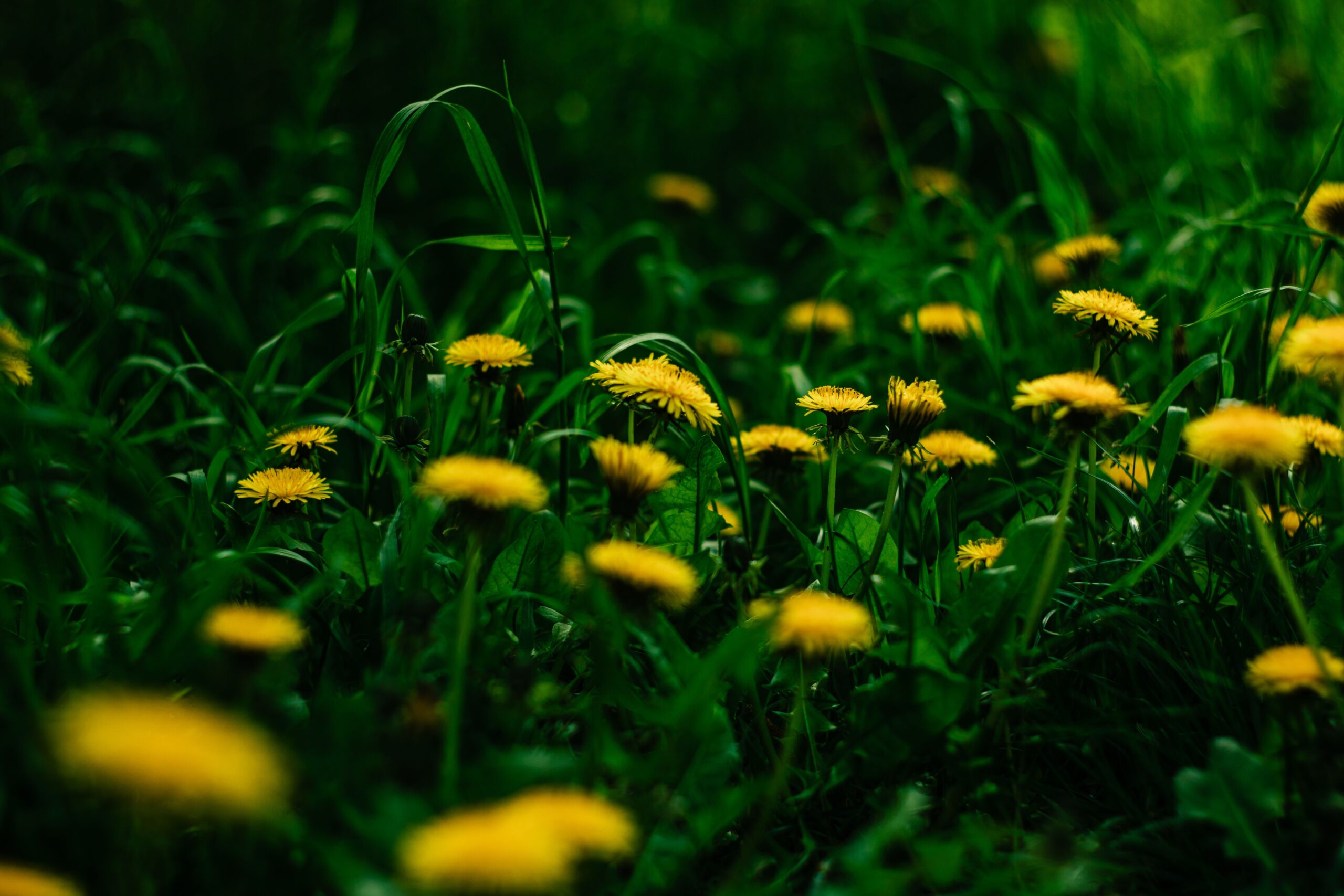 Fiori gialli di Taraxacum officinale (tarassaco, dente di leone) in un prato, pianta della tradizione erboristica digestiva