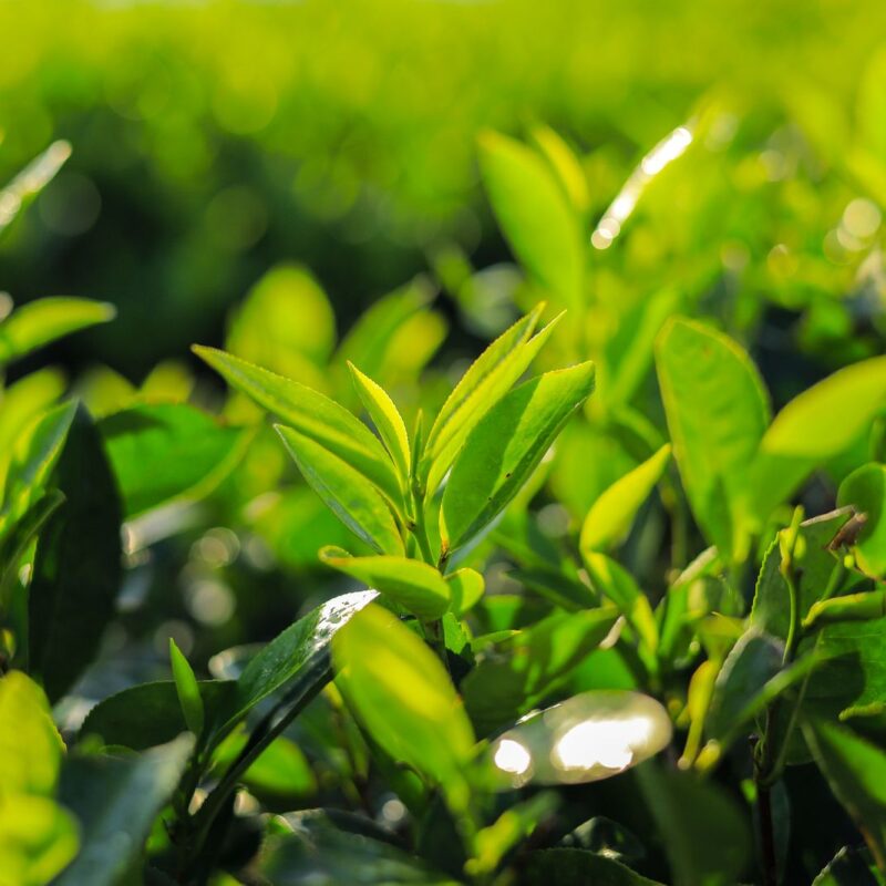 Foglie fresche di tè verde in una piantagione, fonte di catechine come EGCG
