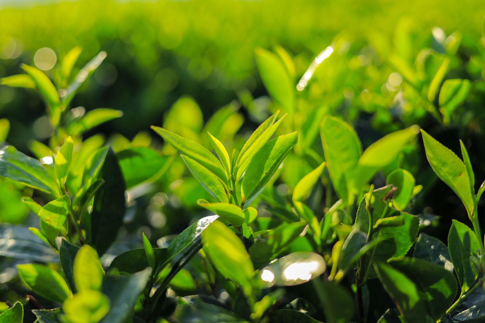 Foglie fresche di tè verde in una piantagione, fonte di catechine come EGCG