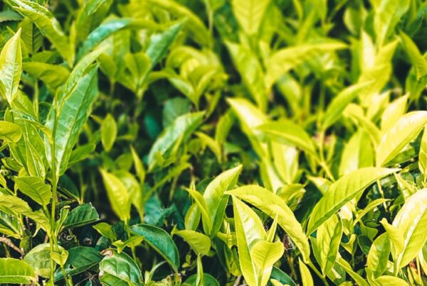 Campo di piante di tè verde Camellia sinensis, foglie fresche da cui si ricava la L-teanina