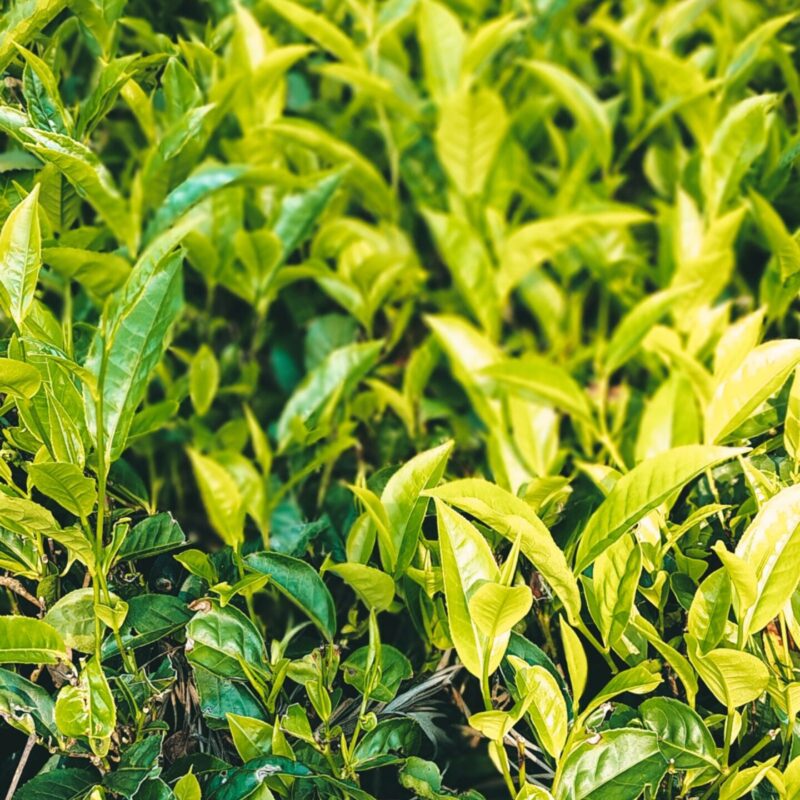 Campo di piante di tè verde Camellia sinensis, foglie fresche da cui si ricava la L-teanina